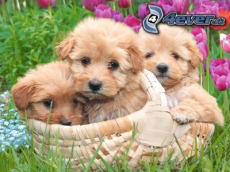 [obrazky.4ever.sk] pes 4230104.jpg